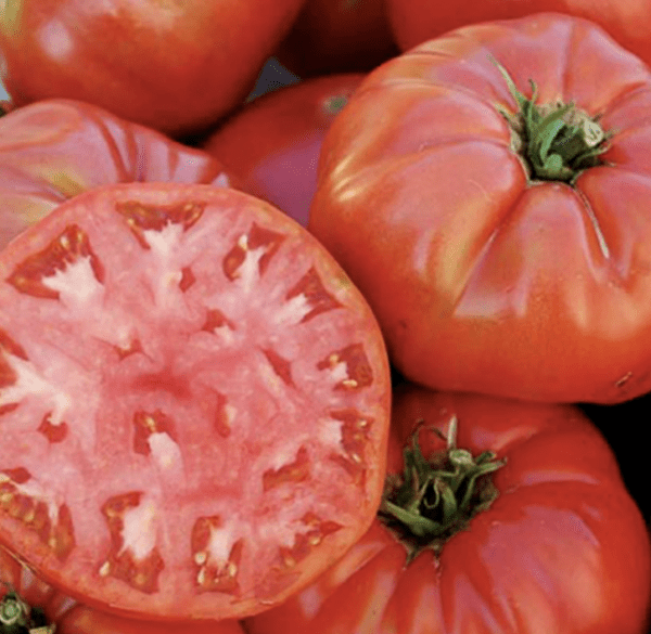 Tomato - Mortgage Lifter (3.25" pot)